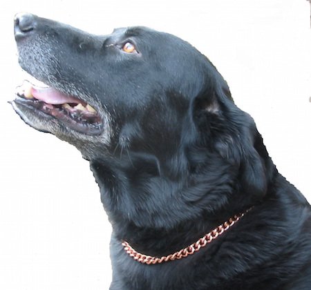 Copper Magnetic Therapy Dog Collars Made to Measure in Solid Copper with Magnets (22 inch)